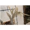 Image 12 : "Freak" Non-Typical WHITETAIL DEER Shoulder Mount with a 32-Point Reproduction Rack
