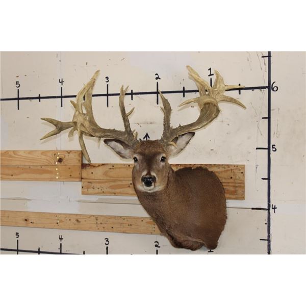 "Freak" Non-Typical WHITETAIL DEER Shoulder Mount with a 32-Point Reproduction Rack