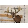 Image 1 : "Freak" Non-Typical WHITETAIL DEER Shoulder Mount with a 32-Point Reproduction Rack