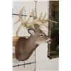 Image 4 : "Freak" Non-Typical WHITETAIL DEER Shoulder Mount with a 32-Point Reproduction Rack