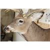 Image 7 : "Freak" Non-Typical WHITETAIL DEER Shoulder Mount with a 32-Point Reproduction Rack