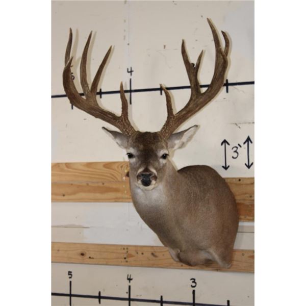 XXL Typical 11-Point WHITETAIL DEER Shoulder Mount