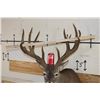 Image 2 : XXL Typical 11-Point WHITETAIL DEER Shoulder Mount