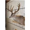 Image 3 : XXL Typical 11-Point WHITETAIL DEER Shoulder Mount