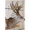 Image 4 : XXL Typical 11-Point WHITETAIL DEER Shoulder Mount
