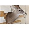 Image 5 : XXL Typical 11-Point WHITETAIL DEER Shoulder Mount