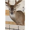Image 6 : XXL Typical 11-Point WHITETAIL DEER Shoulder Mount