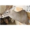 Image 7 : XXL Typical 11-Point WHITETAIL DEER Shoulder Mount