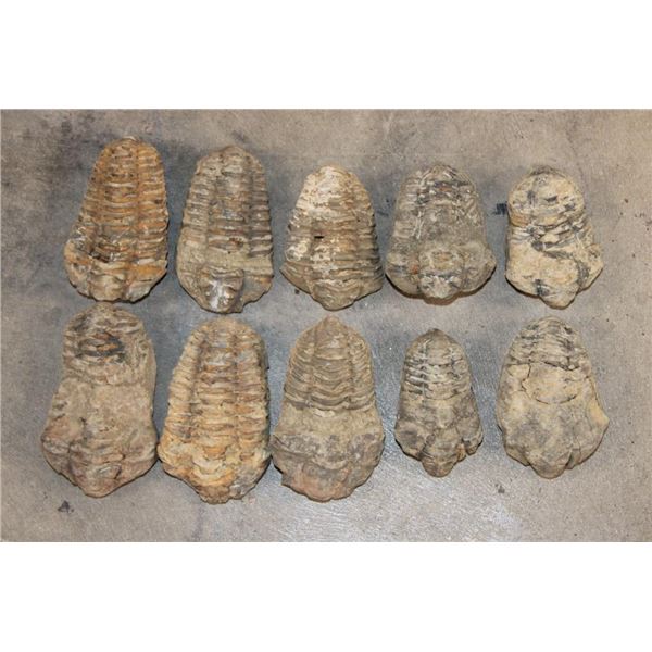 (10) TRILOBITE Fossil Specimens from Morocco (ONE$)