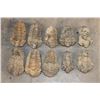 Image 1 : (10) TRILOBITE Fossil Specimens from Morocco (ONE$)