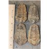 Image 3 : (10) TRILOBITE Fossil Specimens from Morocco (ONE$)