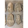 Image 4 : (10) TRILOBITE Fossil Specimens from Morocco (ONE$)