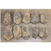 Image 7 : (10) TRILOBITE Fossil Specimens from Morocco (ONE$)