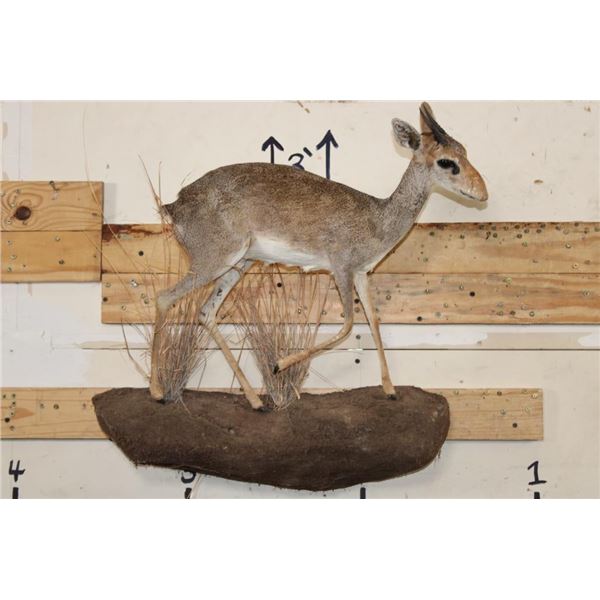 Life-sized GUNTHER'S DIK-DIK on a Wall Hanging Base