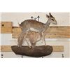 Image 1 : Life-sized GUNTHER'S DIK-DIK on a Wall Hanging Base