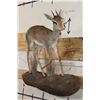 Image 2 : Life-sized GUNTHER'S DIK-DIK on a Wall Hanging Base