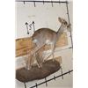 Image 3 : Life-sized GUNTHER'S DIK-DIK on a Wall Hanging Base