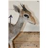 Image 4 : Life-sized GUNTHER'S DIK-DIK on a Wall Hanging Base