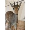 Image 5 : Life-sized GUNTHER'S DIK-DIK on a Wall Hanging Base