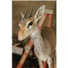 Image 6 : Life-sized GUNTHER'S DIK-DIK on a Wall Hanging Base