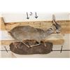 Image 8 : Life-sized GUNTHER'S DIK-DIK on a Wall Hanging Base