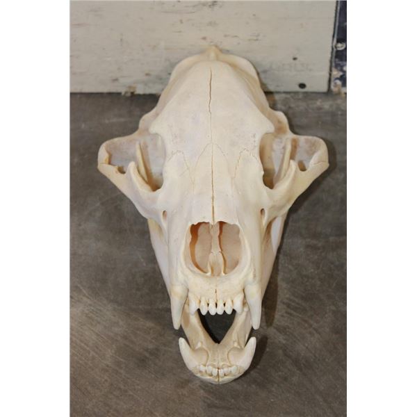 BROWN BEAR Skull with All its Teeth