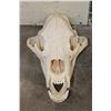 Image 1 : BROWN BEAR Skull with All its Teeth