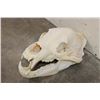 Image 2 : BROWN BEAR Skull with All its Teeth