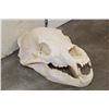 Image 3 : BROWN BEAR Skull with All its Teeth