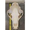 Image 4 : BROWN BEAR Skull with All its Teeth