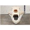 Image 5 : BROWN BEAR Skull with All its Teeth