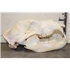 Image 6 : BROWN BEAR Skull with All its Teeth