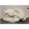 Image 7 : BROWN BEAR Skull with All its Teeth