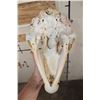 Image 8 : BROWN BEAR Skull with All its Teeth