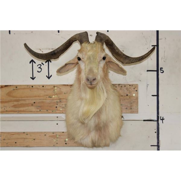 CATALINA GOAT Shoulder Mount