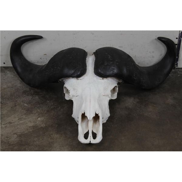CAPE BUFFALO Skull
