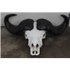 Image 1 : CAPE BUFFALO Skull