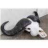 Image 3 : CAPE BUFFALO Skull