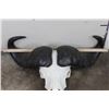 Image 4 : CAPE BUFFALO Skull