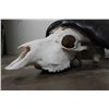 Image 6 : CAPE BUFFALO Skull