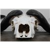 Image 7 : CAPE BUFFALO Skull