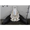 Image 9 : CAPE BUFFALO Skull