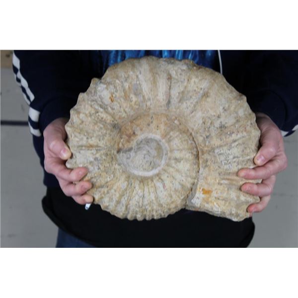 BIG AMMONITE FOSSIL from Morocco with a Metal Display Stand, Weight: 16 lbs