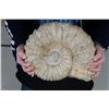 Image 1 : BIG AMMONITE FOSSIL from Morocco with a Metal Display Stand, Weight: 16 lbs