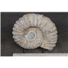Image 2 : BIG AMMONITE FOSSIL from Morocco with a Metal Display Stand, Weight: 16 lbs