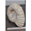Image 3 : BIG AMMONITE FOSSIL from Morocco with a Metal Display Stand, Weight: 16 lbs