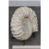 Image 4 : BIG AMMONITE FOSSIL from Morocco with a Metal Display Stand, Weight: 16 lbs
