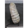 Image 5 : BIG AMMONITE FOSSIL from Morocco with a Metal Display Stand, Weight: 16 lbs