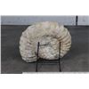 Image 6 : BIG AMMONITE FOSSIL from Morocco with a Metal Display Stand, Weight: 16 lbs
