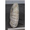 Image 7 : BIG AMMONITE FOSSIL from Morocco with a Metal Display Stand, Weight: 16 lbs